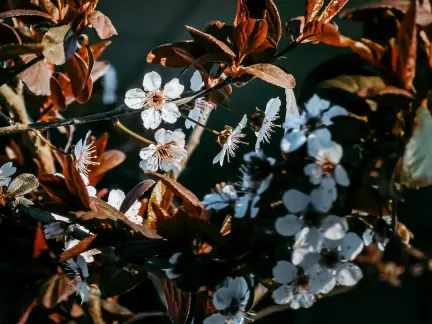 Glimmer Casino Application mobile